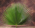 Palm Decoration for Palm Sunday