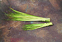 Palm Strips for Palm Sunday